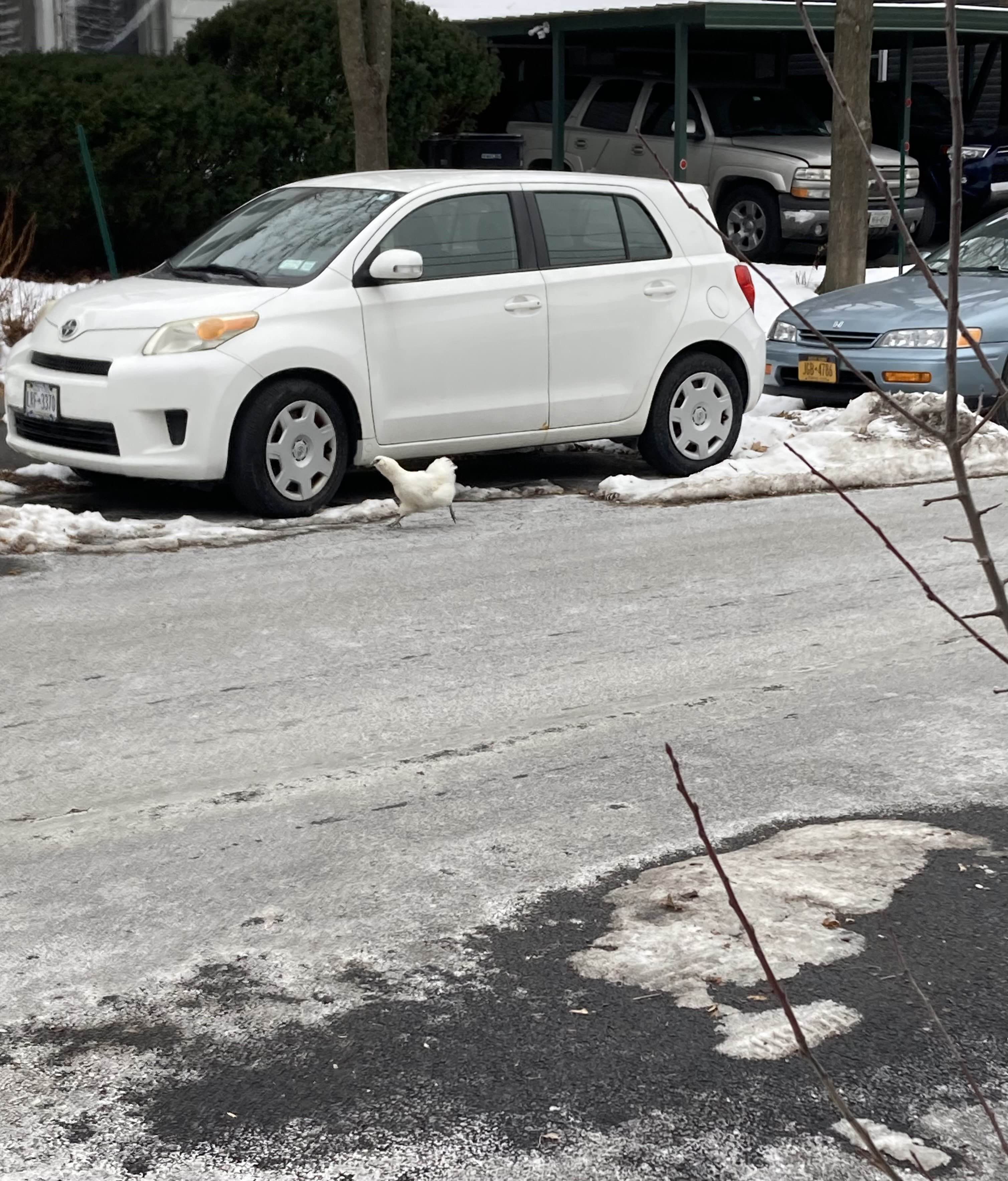 chicken crossing the road!